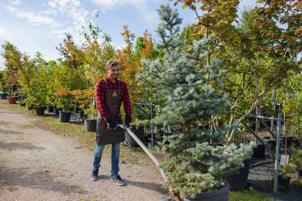 Tree and Shrub Care in Luckey, OH